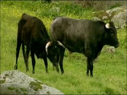 Cattle (Bost taurus): Toros Bravos (bullfighting breed), Sierra de Andujar, Andalucia, Spain Stock Footage