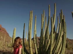 MS TU Girl looking up giant Organ Pipe cactus in desert / Organ Pipe Cactus National Park, Arizona, United States  Stock Footage