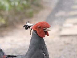 Siamese fireback head Stock Footage