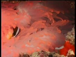 Clarks Clownfish hides in fluorescent pink and white Anemone, Sipadan, Malaysia Stock Footage