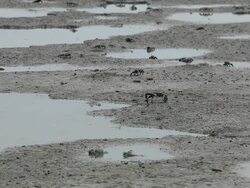 mangrove crabs Stock Footage