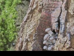 T/L Oyster mushroom (Pleurotus ostreatus) growing from tree trunk Stock Footage