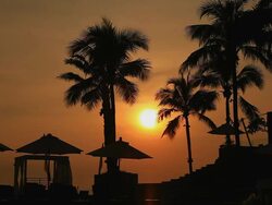 HD:Silhouette scene of coconut tree. Stock Footage
