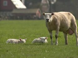 Sheep and her lambs laying on the grass Stock Footage