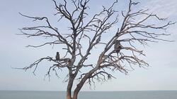 Monkey on tree with blue sky Stock Footage
