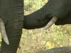 CU Shot of Two elephants tusking / Okavango Delta, North West District, Botswana Stock Footage