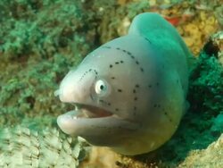 CU Shot of Geometric moray eel lying in rock crevice covering with coral and sponges pushing water over gills / Matola, Maputo, Mozambique Stock Footage
