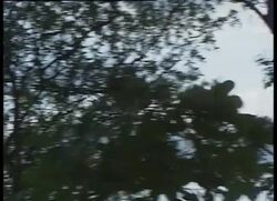 Earth File: ZIMBABWE: RHINOS News Clip