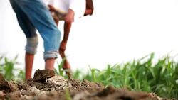 Farmer digging in the garden using hoe Stock Footage