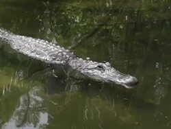 Alligator Stock Footage