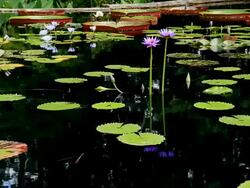 (HD) Lilly Pond Stock Footage