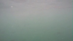 Shark at sea underwater taking bait News Clip