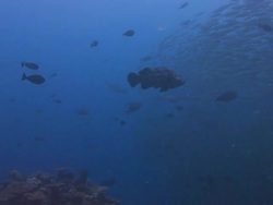 Baitball Stock Footage