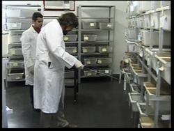 Poisonous snakes invade Brazilian city News Clip