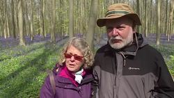 VOICED : Thousands of bluebells blanket Belgiums fairytale forest News Clip