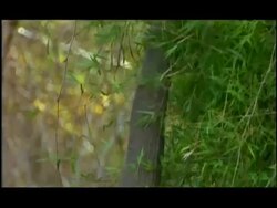 Elephant (Elephas maximus) feeding from trees; short sequence, Nagarahole, Southern India Stock Footage