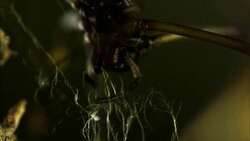 An orb-weaver spider works with a tangle of silk thread to build a web. Stock Footage