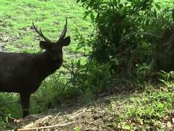 Kate and Will On Safari at Kaziranga National Park News Clip