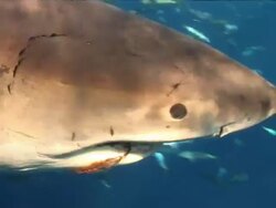 Medium pan-right - Sunlight dapples a great white shark as it swims through calm waters. Stock Footage