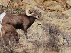 MS Shot of one large bighorn ram on hillside with lamb / Estes Park, Colorado, United States Stock Footage