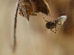 brown spider Stock Footage