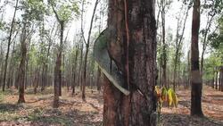 CLEAN : Turf wars Vietnams land rights crisis News Clip