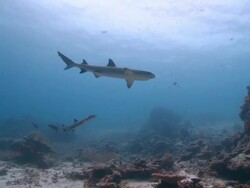 WS PAN TS Woman freediving above reef with whitetip reef sharks / Sipadan, Sabah, Malaysia Stock Footage