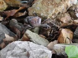 Crab Walk on stone. Stock Footage
