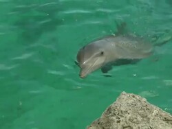 HA TS Bottlenose Dolphin / Curacao Sea Aquarium, ABC islands of the Leeward Antilles,  Lesser Antilles Stock Footage