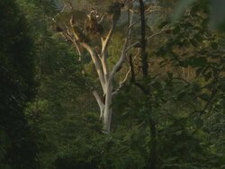 Giant honey bee colonies in tree Stock Footage