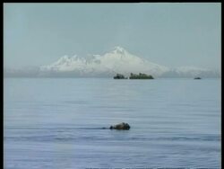 Calm sea with snow covered mountains in background, Sea Otter, Enhydra lutris, Arctic Circle Stock Footage