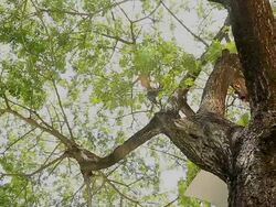 Dolly:Green Tree Stock Footage