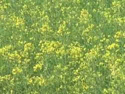 HD: Spring flowers Stock Footage