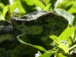Chameleon D Stock Footage