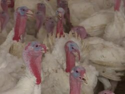 Medium Close Up tilt-up zoom-out-Hundreds of turkeys fill a poultry farm. / Blomkest, Minnesota, USA Stock Footage