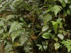 Humid gully in tropical rainforest on the border of Sumaco National Park, Ecuador Stock Footage
