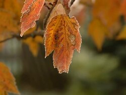 MS Shot of orange leaves / Ann Arbor, Michigan, United States Stock Footage