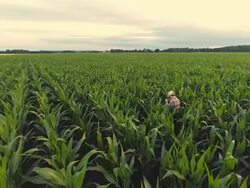 AERIAL Farmer Examining The Plants Stock Footage