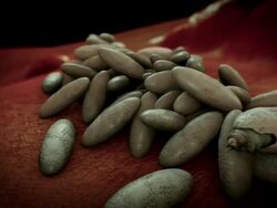 Medium Close Up tracking-right - Larvae hatches from bot fly eggs in a computer-generated animation. Stock Footage