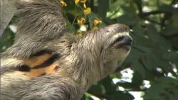 A sloth looks around while hanging from a tree. Stock Footage