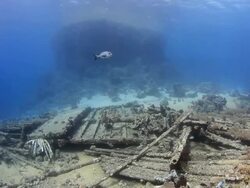 Coral And Fish Stock Footage