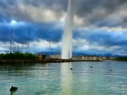 sea birds on lake geneva Stock Footage