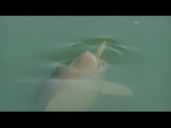 Bangladesh is a conservation hotspot for some species of dolphins and whales News Clip