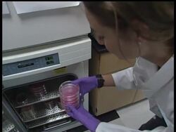 Stem Cell Research, Politics Heat Up News Clip