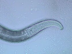 Caenorhabditis elegans (C.elegans) feeding on bacteria (E.coli OP50). 40x S-Plan objective, 2.5x NFK photoeyepiece, no condenser Stock Footage