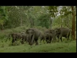 Asian Elephants (Elephas maximus) herd walk through Bandipur Forest Stock Footage
