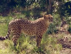 MS TS SLO MO Shot of Cheetah walking, Pilanesberg Game Reserve / North West Province, South Africa Stock Footage
