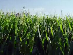 Wide angle large field of corn with tassels waving in breeze and grain storage bins in background Stock Footage