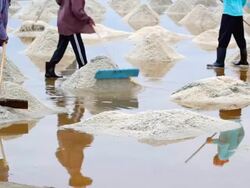 Salt harvesting, Thailand. Stock Footage