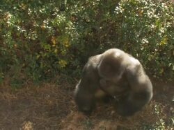 Gorilla charging Stock Footage